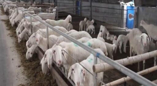 Desarrollan infraestructura para medir emisiones de metano de ovejas