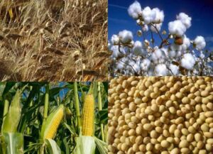 acuicultura - elaboracion de alimentos acuícolas