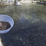 acuicultura - alimentos para peces