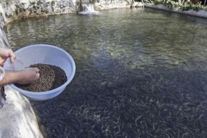 acuicultura - alimentos para peces
