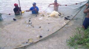 acuicultura - alimentos para peces