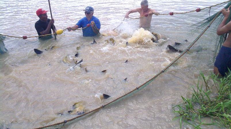 hombres pescando con una red una muestra para ajustar dietas en peces
