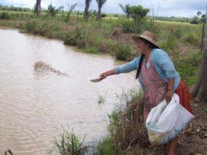 acuicultura - alimentos para peces