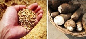 acuicultura - alimentos acuícolas