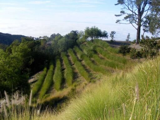 Vetiver: qué es, para qué sirve, propiedades y beneficios