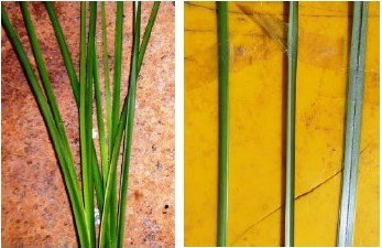 Fotos de hojas de vetiver