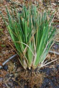 vetiver - planta vetiver