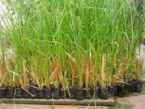 vetiver - planta vetiver