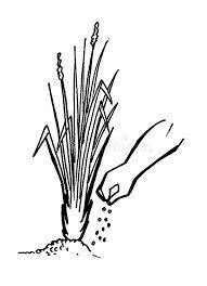 Dibujo de mano fertilizando planta de vetiver
