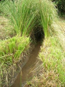 vetiver - planta vetiver
