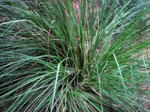 vetiver - planta vetiver
