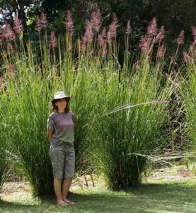 vetiver - planta vetiver