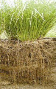 vetiver - planta vetiver