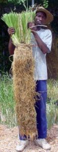 vetiver - planta vetiver