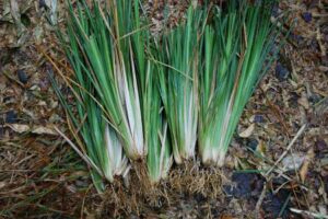 vetiver - planta vetiver