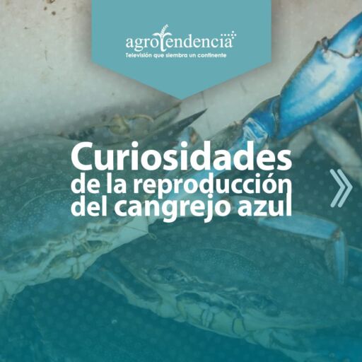 manos agarrando un cangrejo azul