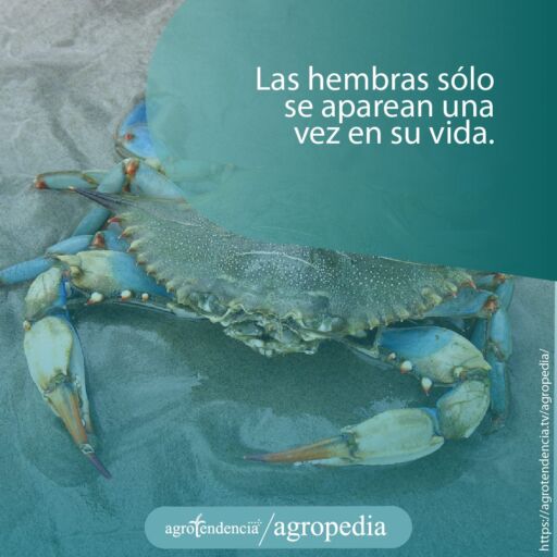 Un cangrejo azul hembra