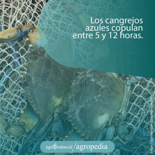 dos cangrejos azules apareándose