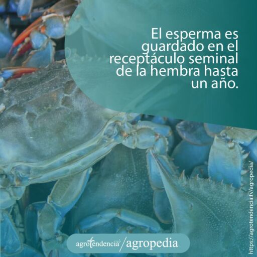 varios cangrejos azules