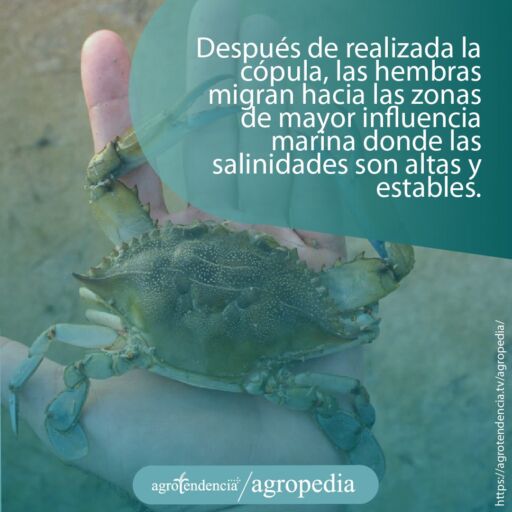 una mano sosteniendo un cangrejo azul