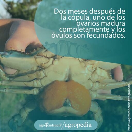 Mano sosteniendo un cangrejo azul donde se observa un ovario desarrollado y de color naranja