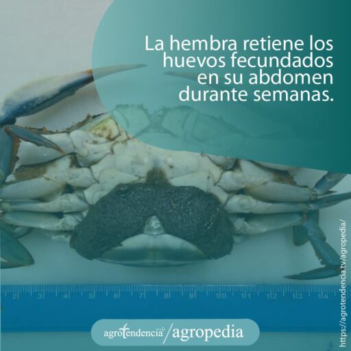 hembra de cangrejo azul con huevos fecundados de color marron en la parte inferior de su cuerpo