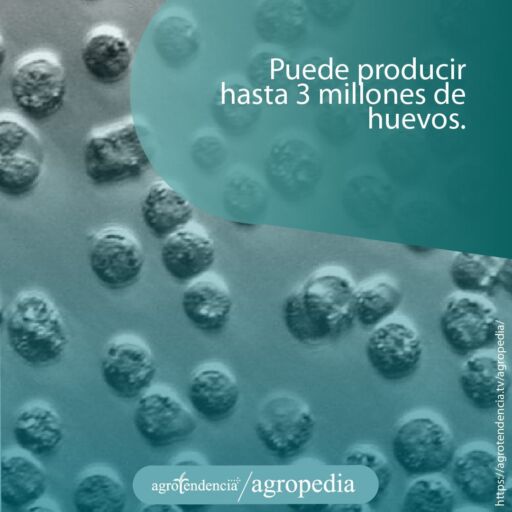 huevos microscopicos de cangrejo azul