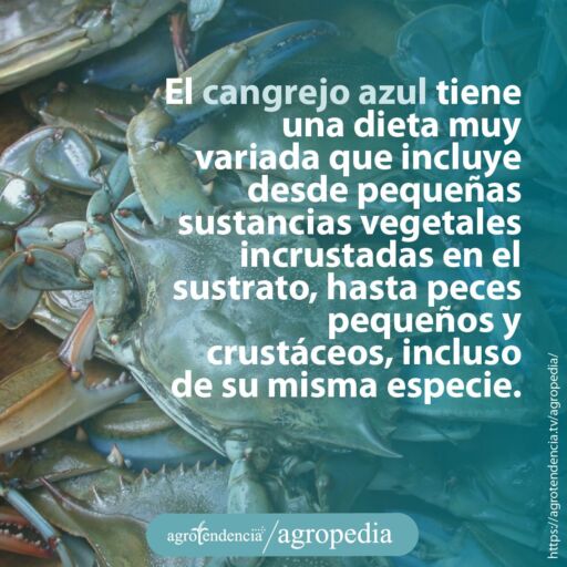 cangrejos azules comiendo