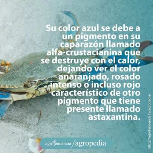 un cangrejo azul caminando sobre arena blanca