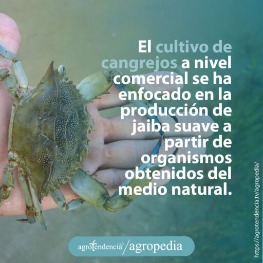 mano sosteniendo pequeño cangrejo azul