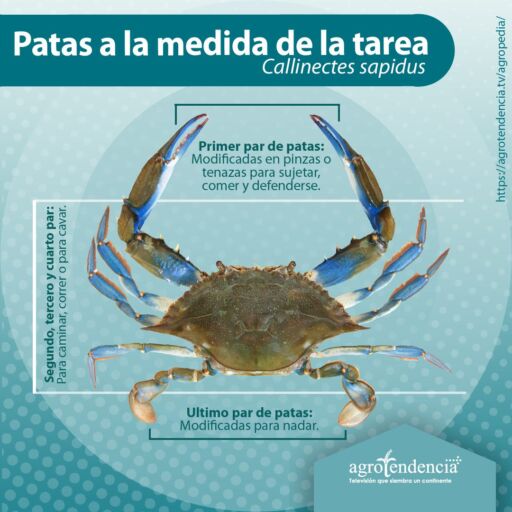 un cangrejo mirado desde arriba e indicando las características de sus patas