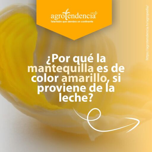 lamina de mantequilla