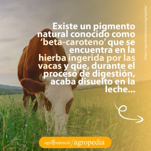 vaca lechera cuyo subproducto es la mantequilla comiendo pasto