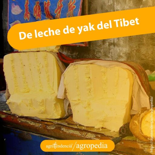 Cubos grandes de mantequilla a partir de leche de yak del Tibet