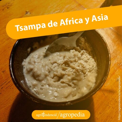 tazón con crema de mantequilla o tsampa de África y Asia
