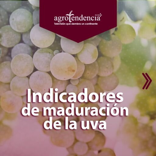 racimo de uvas