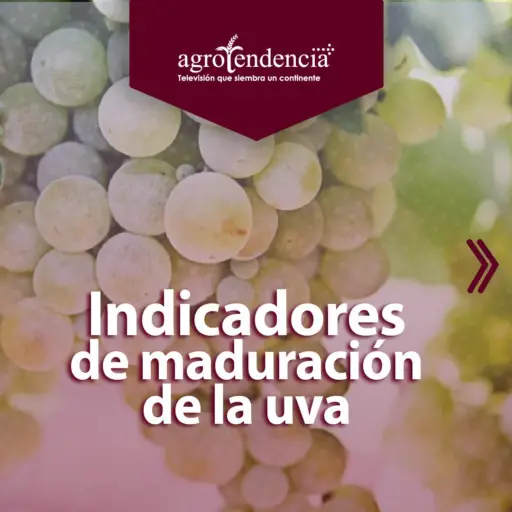 racimo de uvas