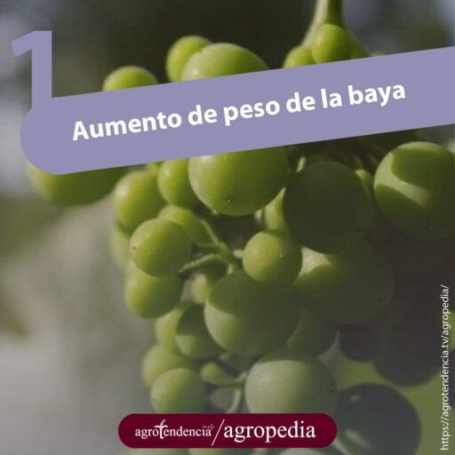 racimo de uvas verdes