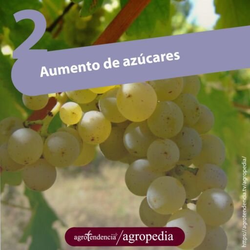 racimo de uvas verde amarillosas