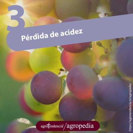 racimo uvas verdes y moradas claras