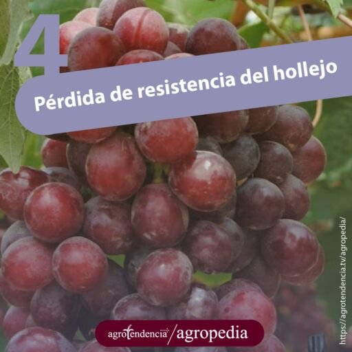 racimo de uvas color rojo oscuro