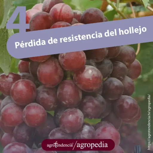 racimo de uvas color rojo oscuro