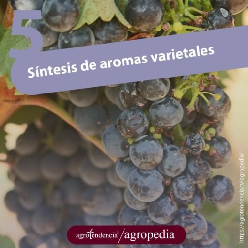 racimo de uvas color moradas