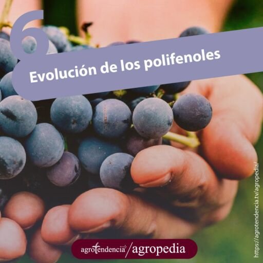 mano sosteniendo racimo de uvas