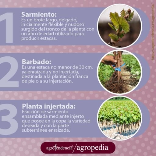 fotos de tres tipos de injertos en uva