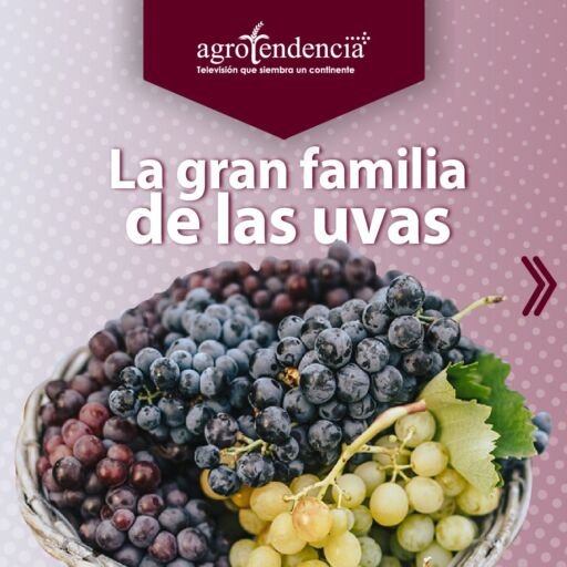 cesta con diferentes tipos de colores de uvas