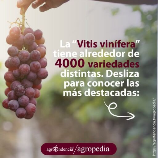 dedos sosteniendo racimo de uvas color rojo