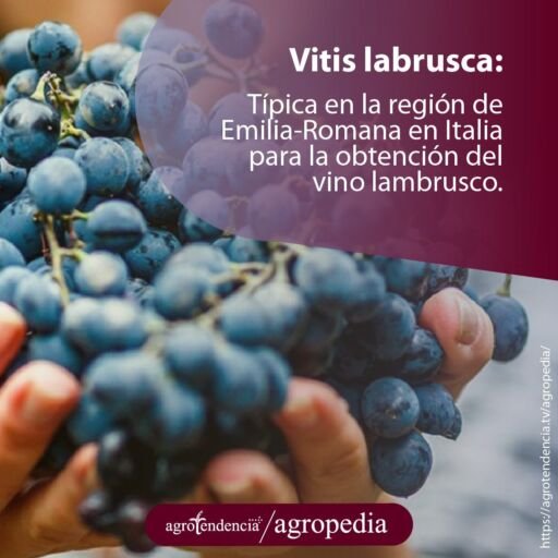 manos sosteniendo racimos uvas morado oscuro