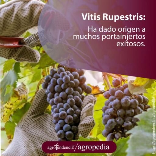 manos con guantes cortando con tijera racimos de uvas