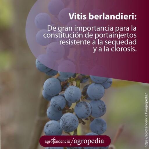 un racimo de uvas color morado azulado